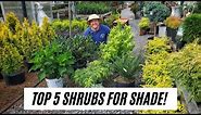 Top 5 Shrubs for Shade |S&K Greenhouse|