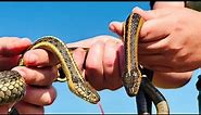 The Enigmatic Giants: Discovering the Giant Garter Snake of California's Wetlands