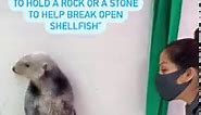 How Sea Otter Luna Uses Her Pocket | Shedd Aquarium