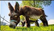 Beautiful Donkey Eating Grass