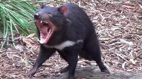 The wild Tasmanian Devil