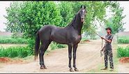 Top horse breeds in India| marwari, kathiawari, sindhi, nukra, english breeds uses in india