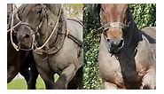 Dutch Draft Horse #Horse, #horses, ,#horsevideos, #horsebreeds, #horseofInstagram, #equestrian, #horseracing, #horsetrainer, #horseriding, #horsecare, #horsetraining, #horsehealth, #horsenutrition, #horsebreeding, #horseshowjumping, #horsedressage, #horsetrailriding, #horsemanship, #horsegrooming , #horselifestyle, #horsefunny,#horsecomedy #horsecomedyvideos #horsefunnyvideos ,#horsebehaviour, #horsesports, #horsebackriding, #equinebreeding, #horseevents, #horsecommunity, #horseenthusiasts, #hor