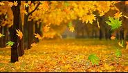 Leaves Falling Stock Footage | Trees | Free HD Videos - No Copyright