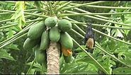 Fruit Bat in Fiji | Savusavu | International Travel