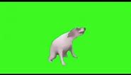 Dog Dance Meme!