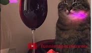 Cat DRINKING wine FUNNY VIDEO #48 | Funniest Pets Forever #Shorts #Tiktok #Wine #Cats