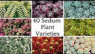 40 Sedum Plant Varieties with Names | sedum Plant Species | Beautiful Types of Sedum Varieties