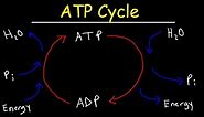 ATP Cycle