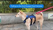 How to put on Zoof Escape Proof Harness