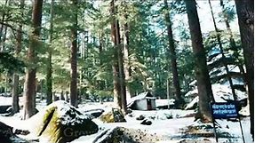 Deodar Cedar Forest in Manali,Himachal.Pine Tree India.Himalayan trees.Cedarwood.Cedrus Deodara