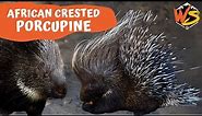 African Crested Porcupine Facts!