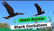 Black Cockatoos of SW Western Australia – Baudin’s, Carnaby’s and Forest Red-tailed Black Cockatoos