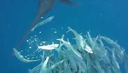 Sailfish Hunting Sardines (Normal & Slow Motion Attacks)