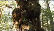 Canada's Largest Tree - The Cheewhat Giant!