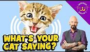 Cat Vocalizations and What They Mean