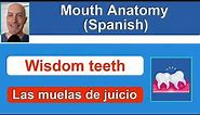 Detailed Mouth Anatomy in Spanish (review + quizzing)