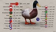 The Countries with the Largest Population of Ducks in the World