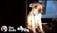 Pit Bull Rescued from Dogfighting Now Lives Like a King | The Dodo Pittie Nation