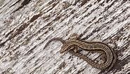Common lizard | The Wildlife Trusts
