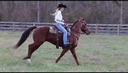 COOL RED ROAN QUARTER HORSE GELDING, TEAM ROPES, TRAIL RIDES, RANCH WORK