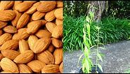 Growing Almond Trees From Seed