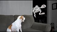 Halloween Prank: Skeleton Scares Dog