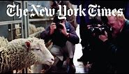 The Story of Dolly the Cloned Sheep | Retro Report | The New York Times
