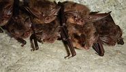Working together to save endangered Virginia Big-Eared Bats