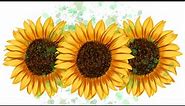 How To Draw A Sunflower In Adobe Illustrator
