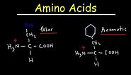 Introduction to Amino Acids