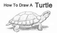 How to Draw a Turtle (Red-Eared Slider)