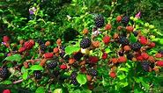 How to Plant Blackberry Bushes