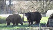 big Kodiak and grizzly bear
