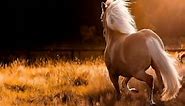 Running  Horse  Field  Live  Wallpaper