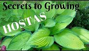 Secrets to Growing Healthy and Large Hostas 🍃