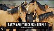 Fascinating Facts About Buckskin Horses