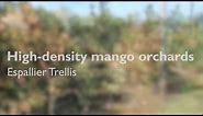 High-density mango orchards: espalier trellis