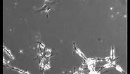 Neurons under microscope