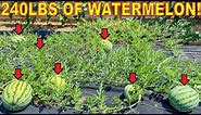 Grow 200 LBS of Watermelon On ONE PLANT! [Complete Guide]