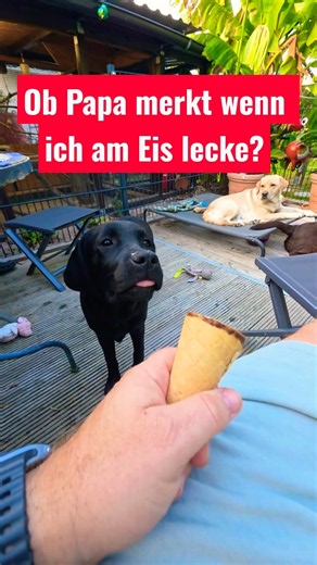 🤔😲🤩 Hält Labrador Happy das aus? Ob Papa merkt wenn ich am Eis lecke?
