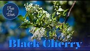 Tree of the Week: Black Cherry