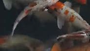 koi fish video wallpaper - fish pond wallpaper