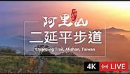4K Live cam-Alishan【阿里山美景4K直播】-二延平步道 Eryanping Trail