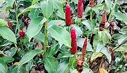 Red Button Ginger Plant / Hotdog Plant #herbal #herbalmedicine #naturalmedicine | Egon Terang