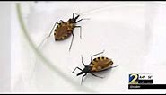 Experts say deadly 'kissing bug' not common in Georgia