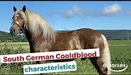 South German Coldblood | characteristics, origin & disciplines