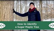 How to Identify a Sugar Maple Tree