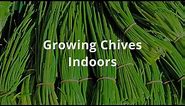 How To Grow Chives Indoors