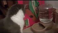 Viral Video UK: Cat perplexed by water cooler bubbles!